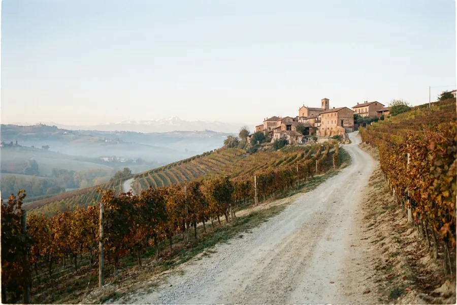 A gravel road climbing between the vine rows in the Barolo hills